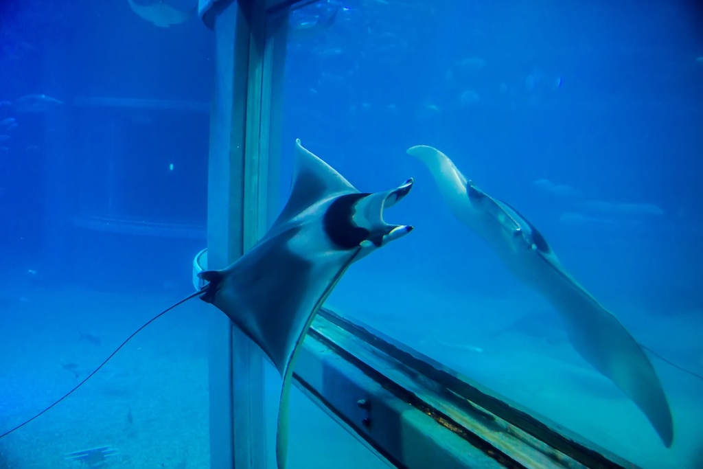 婚攝尹林婚禮,婚攝阿斌師,日本之旅,大阪,聖瑪麗亞號,大阪海遊館,鬼蝠魟,鯨鯊,旅遊拍攝,海外拍攝