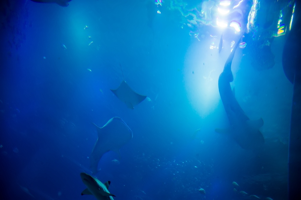 婚攝尹林婚禮,婚攝阿斌師,日本之旅,大阪,聖瑪麗亞號,大阪海遊館,鬼蝠魟,鯨鯊,旅遊拍攝,海外拍攝婚攝尹林婚禮,婚攝阿斌師,日本之旅,大阪,聖瑪麗亞號,大阪海遊館,鬼蝠魟,鯨鯊,旅遊拍攝,海外拍攝