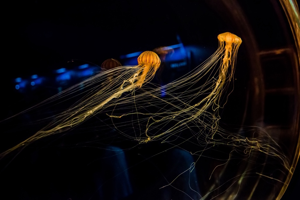 婚攝尹林婚禮,婚攝阿斌師,日本之旅,大阪,聖瑪麗亞號,大阪海遊館,鬼蝠魟,鯨鯊,旅遊拍攝,海外拍攝