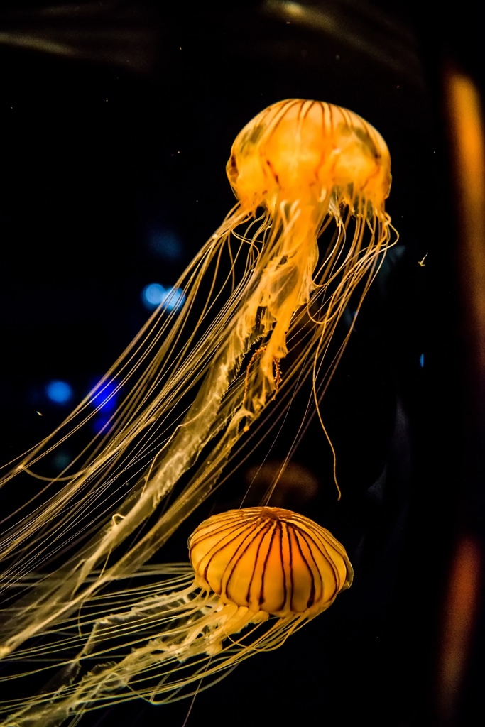 婚攝尹林婚禮,婚攝阿斌師,日本之旅,大阪,聖瑪麗亞號,大阪海遊館,鬼蝠魟,鯨鯊,旅遊拍攝,海外拍攝婚攝尹林婚禮,婚攝阿斌師,日本之旅,大阪,聖瑪麗亞號,大阪海遊館,鬼蝠魟,鯨鯊,旅遊拍攝,海外拍攝