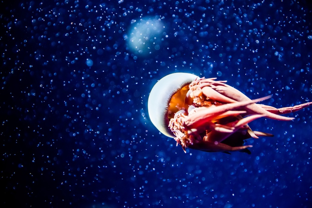 婚攝尹林婚禮,婚攝阿斌師,日本之旅,大阪,聖瑪麗亞號,大阪海遊館,鬼蝠魟,鯨鯊,旅遊拍攝,海外拍攝