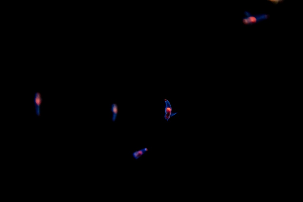 婚攝尹林婚禮,婚攝阿斌師,日本之旅,大阪,聖瑪麗亞號,大阪海遊館,鬼蝠魟,鯨鯊,旅遊拍攝,海外拍攝