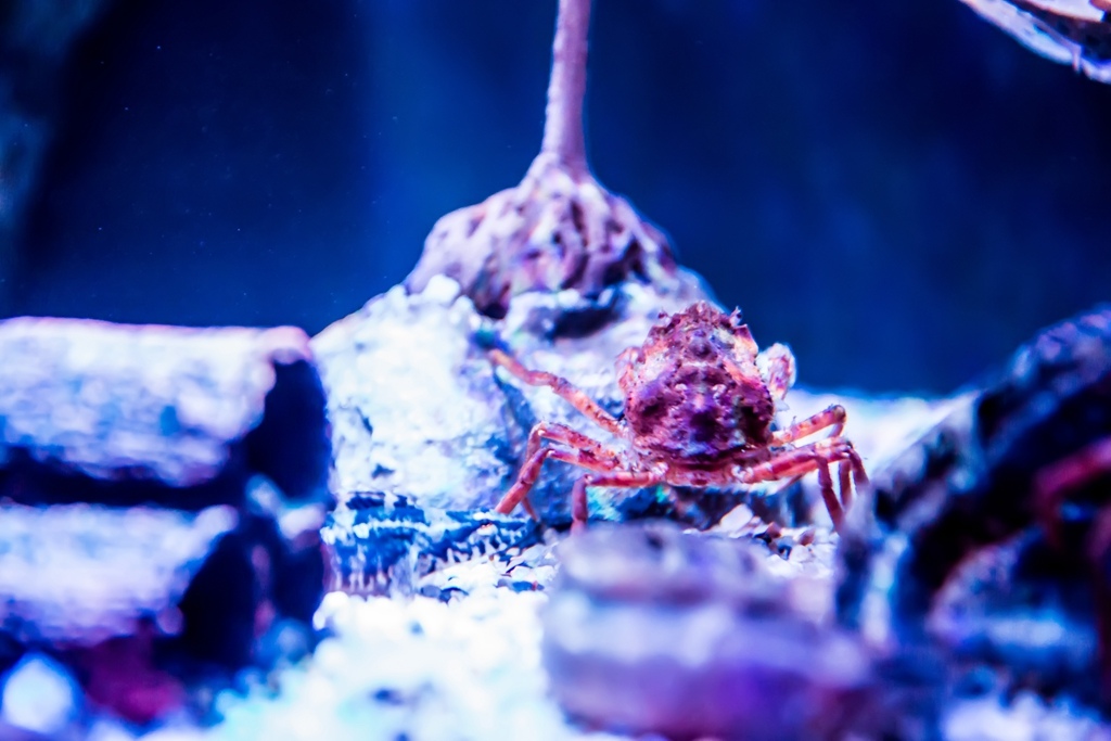 婚攝尹林婚禮,婚攝阿斌師,日本之旅,大阪,聖瑪麗亞號,大阪海遊館,鬼蝠魟,鯨鯊,旅遊拍攝,海外拍攝