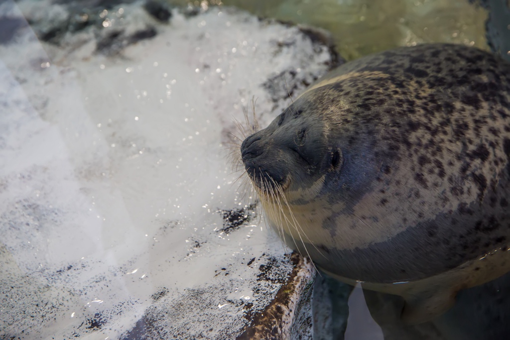 婚攝尹林婚禮,婚攝阿斌師,日本之旅,大阪,聖瑪麗亞號,大阪海遊館,鬼蝠魟,鯨鯊,旅遊拍攝,海外拍攝