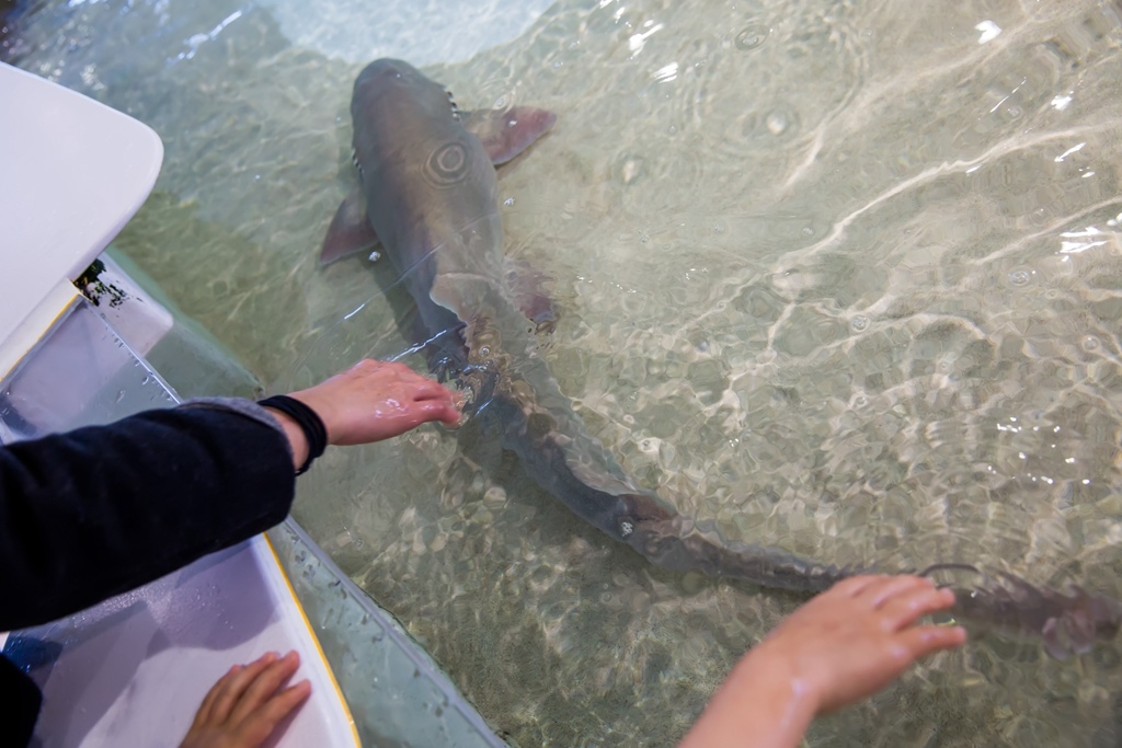 婚攝尹林婚禮,婚攝阿斌師,日本之旅,大阪,聖瑪麗亞號,大阪海遊館,鬼蝠魟,鯨鯊,旅遊拍攝,海外拍攝