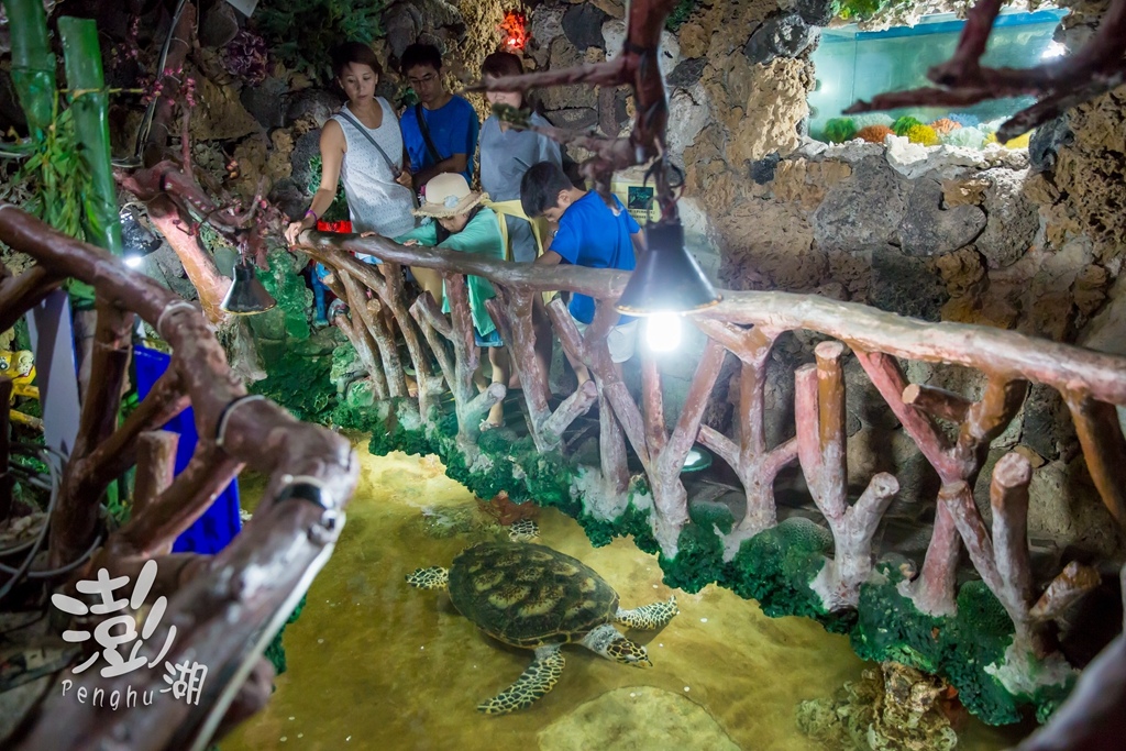 澎湖旅遊拍攝,旅遊拍攝,攝影師,專業拍照,澎湖行程規劃,旅拍,尹林全家福拍攝,阿斌師, 風櫃洞,花火節,東吉島,南方四島國家公園,七美,望安,馬公,天后宮,四眼井,二崁古厝,跨海大橋,澎湖攝影師,西嶼鄉,海龜,漁翁島,仙人掌冰,山水沙灘,塔公塔婆,玄武岩,大菓葉