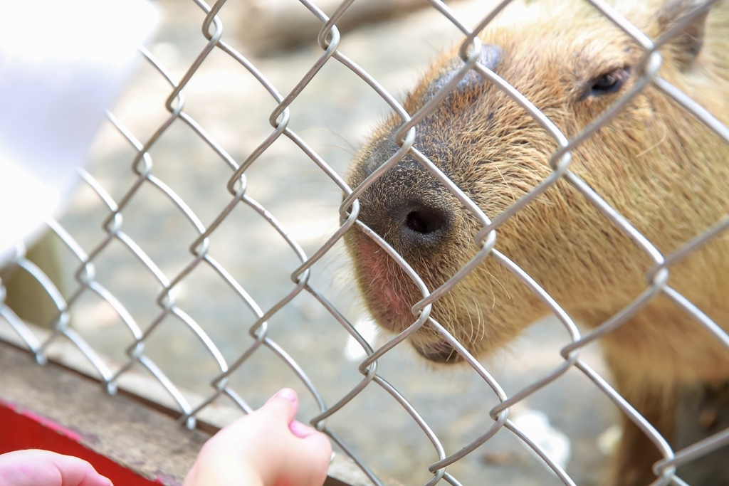 【兒童攝影 | 台南頑皮世界 】 踏青旅遊 By 阿斌師 ,尹林兒童,阿斌師,台南兒童攝影,台南兒童寫真,高雄兒童寫真,南部兒童攝影,高雄兒童攝影, 屏東兒童攝影,屏東兒童寫真,頑皮世界,戶外,親子寫真