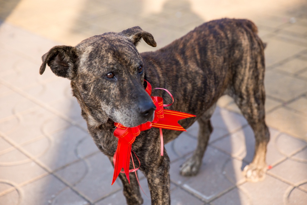 【屏東婚攝 | 自宅流水席】志誠 敬棠 婚禮紀錄 婚攝 By 阿斌師 ,尹林婚攝,尹林婚禮紀錄,屏東婚禮錄影,屏東優質婚攝,口碑婚攝,結婚,迎娶,類婚紗,午宴,流水席,專拍流水席