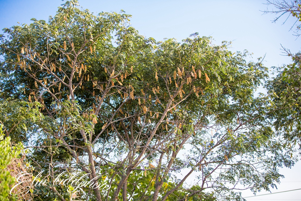 【台南拍照景點 | 安南台鹼宿舍貓村】By 阿斌師 