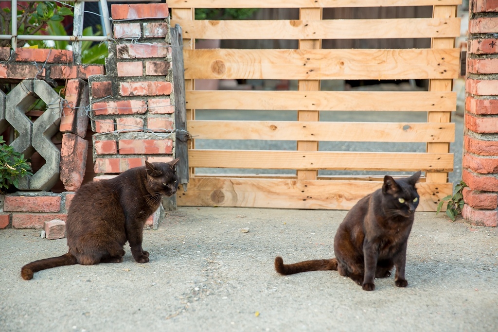 台南拍照景點 安南台鹼宿舍貓村 By 阿斌師