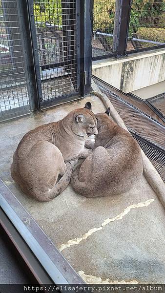 冬天的富士見之旅@10日自助行程X交通X住宿全紀錄