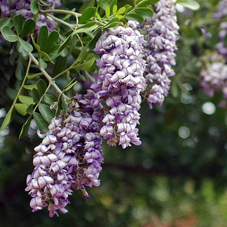 texas mountain laurel