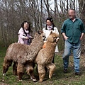 alpaca01