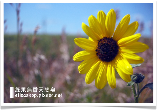 Green-Conut-story-flower-powder.png