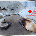 elisashop-Vancouver-Aquarium-12.png