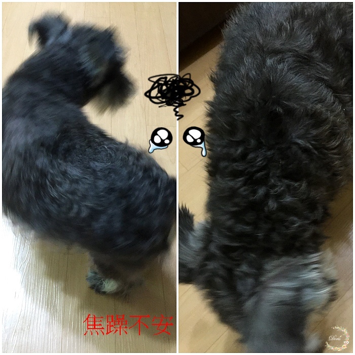 日常。好物分享-寵物。毛孩子的肌膚也需要保養,毛起來洗不只是清潔,草本養護配成 保養寵愛毛寶貝的肌膚