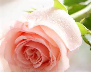 pink pink