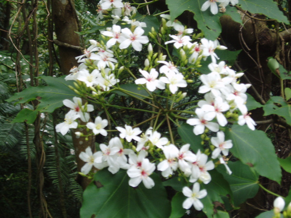 距離人群比較近的桐花之七