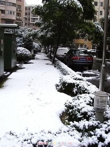 草地被雪覆蓋.JPG