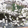 為何排水溝都種得出這麼美的櫻花(被打)