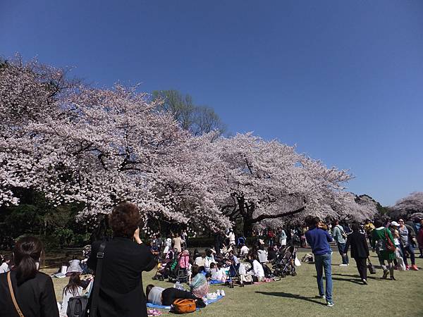 大家都來野餐~