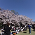 大家都來野餐~