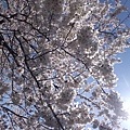真的完全站在櫻花樹下抬頭就是櫻花