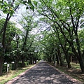 辰巳綠道公園