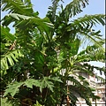 DSC07069.JPG