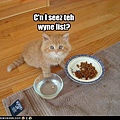 funny-pictures-cat-wants-wine-list.jpg