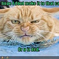 funny-pictures-cat-swims-angrily.jpg