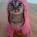 funny-pictures-hipster-cat-sweater.jpg