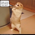 funny-pictures-cat-wants-to-watch-meerkat-manor.jpg