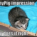 funny-pictures-kitten-does-guinea-pig-impression.jpg