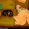 funny-pictures-cat-wants-baby-to-stop.jpg