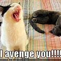 funny-pictures-cat-will-be-avenged.jpg