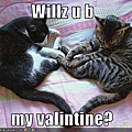 funny-pictures-cats-want-you-as-their-valentine.jpg