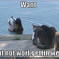 funny-pictures-cat-wants-duck.jpg