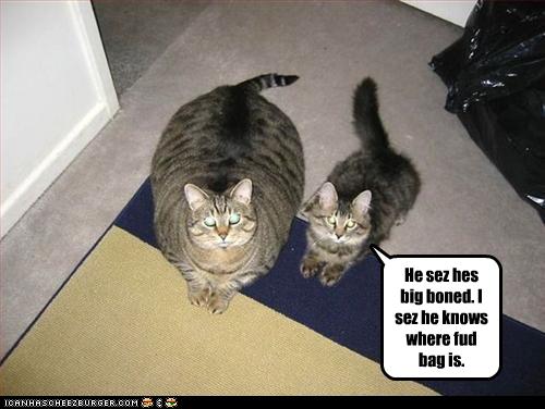 funny-pictures-one-cat-is-big-boned.jpg