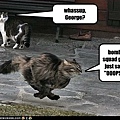 funny-pictures-cat-will-help-with-bombs.jpg