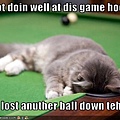 funny-pictures-cat-watches-you-play-pool.jpg