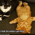 funny-pictures-kitten-acts-innocent.jpg