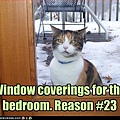 funny-pictures-cat-wants-curtains-for-your-room.jpg