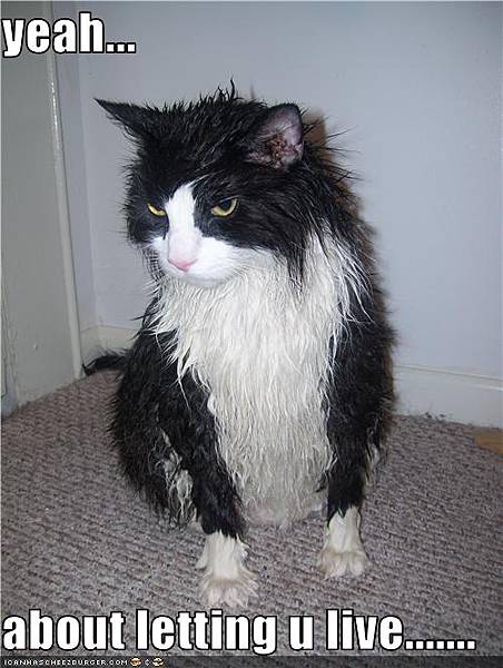 funny-pictures-wet-cat-is-angry.jpg