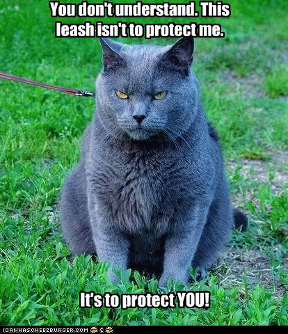 funny-pictures-cat-wears-leash-to-protect-you.jpg