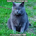 funny-pictures-cat-wears-leash-to-protect-you.jpg