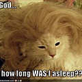 funny-pictures-cat-was-asleep-a-long-time.jpg