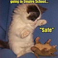 funny-pictures-kitten-goes-to-umpire-school.jpg