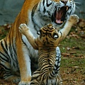 funny-pictures-dad-tiger-is-angry.jpg