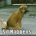 funny-pictures-dog-sits-on-cat.jpg